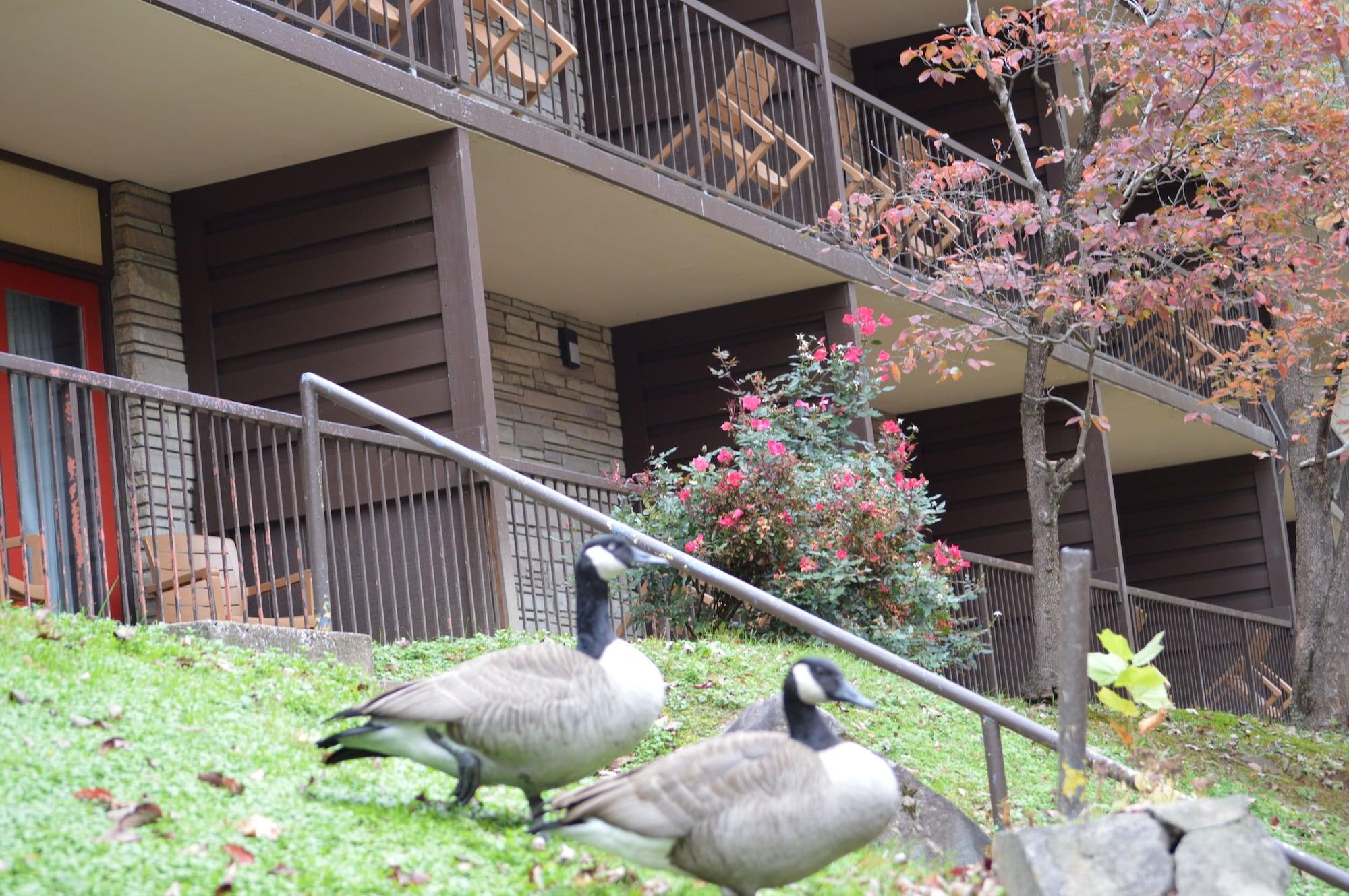 Econo Lodge Inn & Suites On The River Gatlinburg Εξωτερικό φωτογραφία
